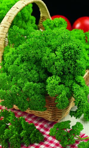Петрушка кудрявая ХЛОПЕЦ КУЧЕРЯВЫЙ